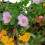 Purslane