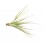Tillandsia oaxacana