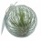 Tillandsia oaxacana