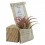 Tillandsia oaxacana