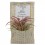 Tillandsia oaxacana