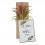 Tillandsia oaxacana