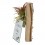 Tillandsia oaxacana
