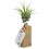 Tillandsia oaxacana