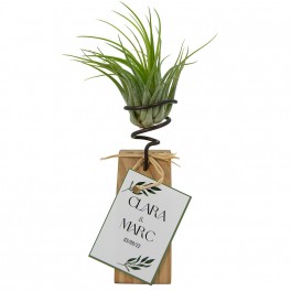 Tillandsia oaxacana