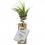 Tillandsia oaxacana