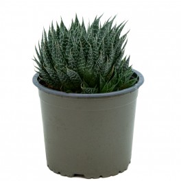 Aloe aristata (test 12 cm ø)