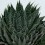 Aloe aristata (maceta 12 cm ø)