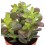 Crassula ovata (vaso 9 cm ø)