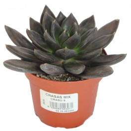 Echeveria Black Prince