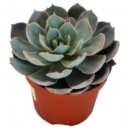 Echeveria cv. black river (test 12 cm ø)