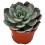 Echeveria cv. black river (test 12 cm ø)