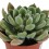 Echeveria Green Velvet (test 9 cm ø)