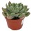 Echeveria cv. black river (test 12 cm ø)