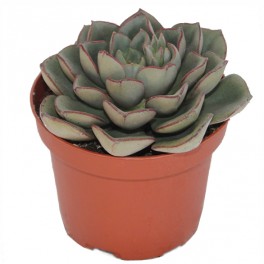 Echeveria Morani (vaso 9 cm ø)