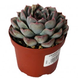 Echeveria cv. black river (test 12 cm ø)