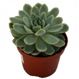 Echeveria cv. black river (test 12 cm ø)