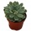 Echeveria cv. black river (test 12 cm ø)