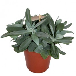 Senecio azul (maceta 12 cm Ø)