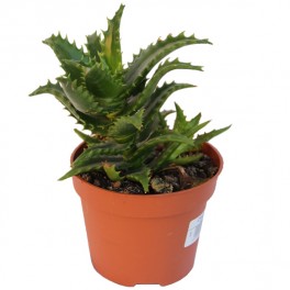 Aloe Nuda (pot de 12 cm de diamètre).