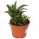 Aloe Nuda (pote 12 cm ø)