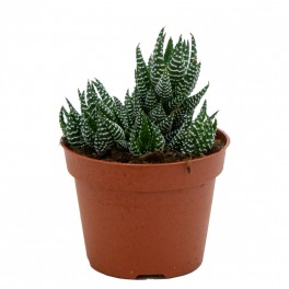 Cactus Haworthia
