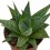 Cactus Haworthia