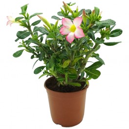 Adenium obesum o rosa del desert 