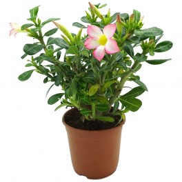 Rosa del desierto o Adenium obesum