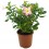 Adenium obesum o rosa del desert 