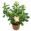 Adenium obesum o rosa del desert 