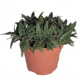 Scilla (pot 12 cm ø).