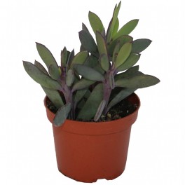 Senecio crassissimus