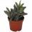 Senecio crassissimus