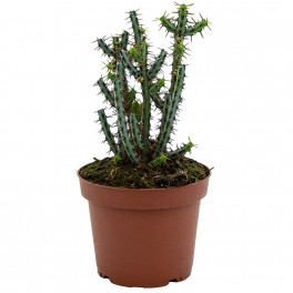 Euphorbia aeruginosa (vaso de 13 cm ø)