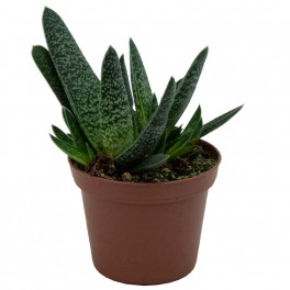 Cactus Haworthia
