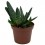 Cactus Haworthia