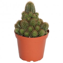 Rebutia Nigrispina (vaso 12 cm ø)
