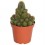 Rebutia Nigrispina (vaso 12 cm ø)