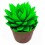 Echeveria puntes verdes (test 12 cm ø)