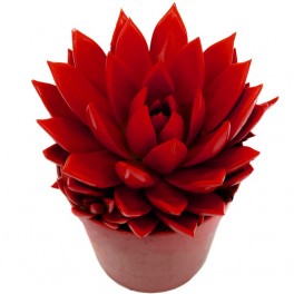 Echeveria puntes vermelles (test 12 cm ø)