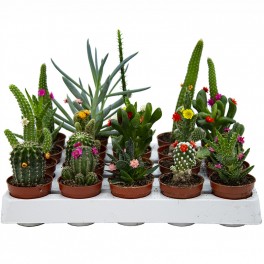 Fleur Variée de Cactus et Succulentes (pot 5,5 cm ø).