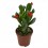 Cactus y crasa flor variado (maceta 5,5 cm ø)