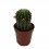 Cactus y crasa flor variado (maceta 5,5 cm ø)