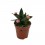 Cactus y crasa flor variado (maceta 5,5 cm ø)