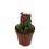 Cactus y crasa flor variado (maceta 5,5 cm ø)