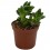 Crassula Springtime (test 5,5 cm Ø)