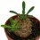 Euphorbia japonica (maceta 5,5 cm Ø)