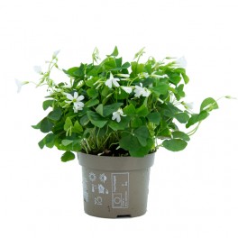 Oxalis triangularis verd (test 12 cm Ø)