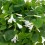 Calluna